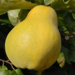 quince hanging on a tree