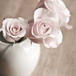 white roses in a white vase