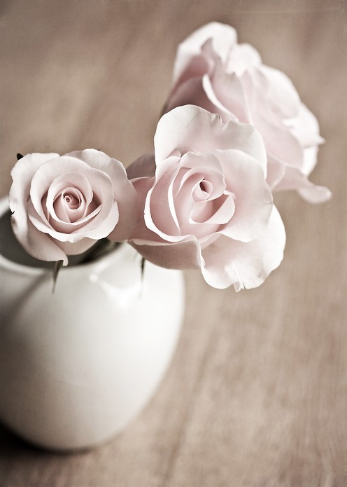 white roses in a white vase