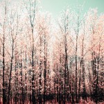 pastel-trees