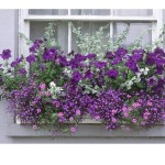 Window Boxes